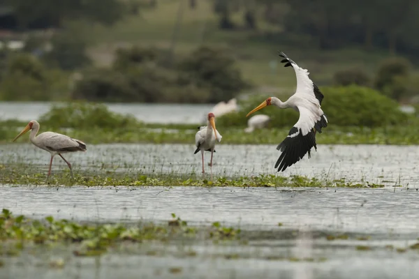 Gulnäbbad stork flyger — Stockfoto