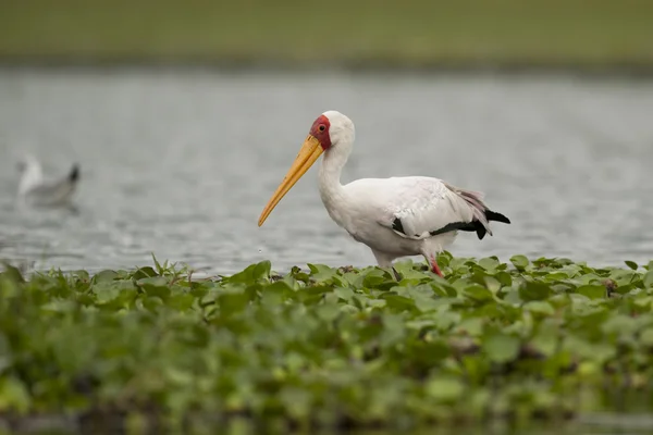 Gulnäbbad stork — Stockfoto