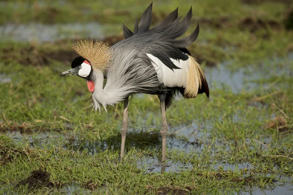 Grå krönt crane — Stockfoto