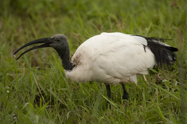 African Sacred Ibis — Stock Photo, Image