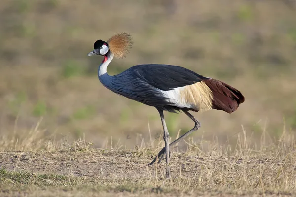 Grå krönt crane — Stockfoto