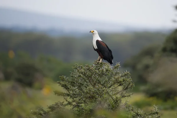 Aigle à poisson africain — Photo