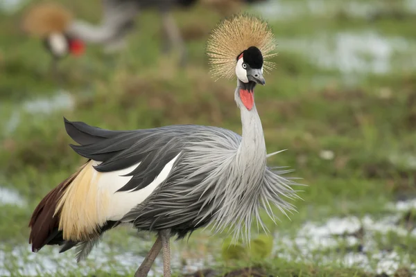 Gri taç vinçGrulla coronada gris — Stok fotoğraf