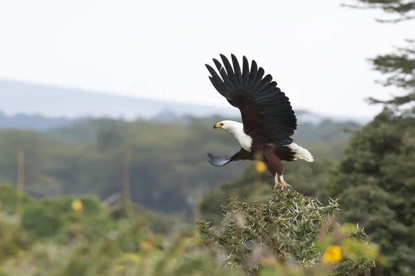 Águila africana volando Imagen de stock
