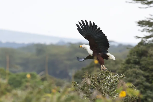 Águia de peixe africana voando Fotos De Bancos De Imagens