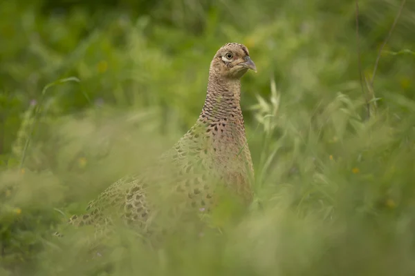 Female Pheasant — Stock Photo, Image