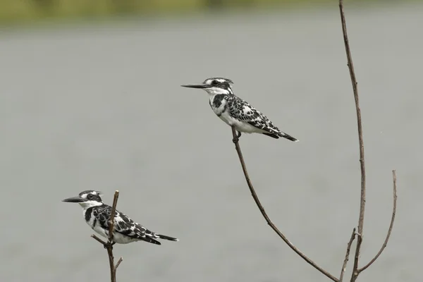 Two Pied Kingfishers — Stock Photo, Image