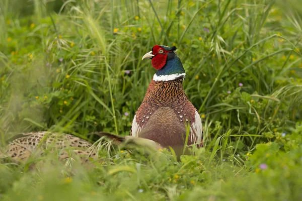 Portrait of a Pheasant — Stock Photo, Image