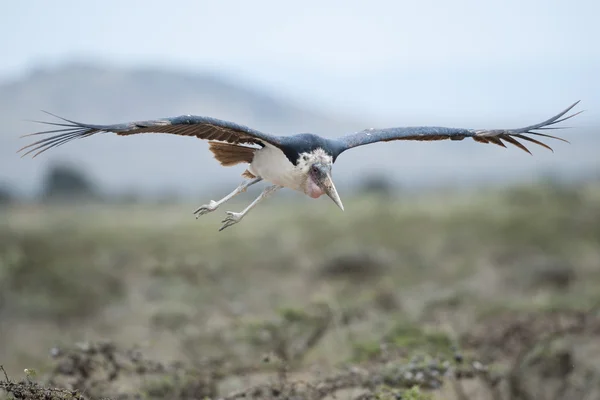 Marabou-Storch fliegt — Stockfoto