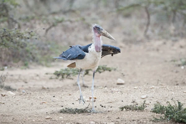 Marabou stork — Stockfoto