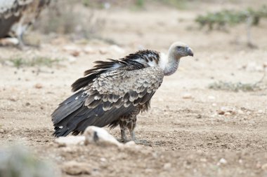 Ak sırtlı akbabası