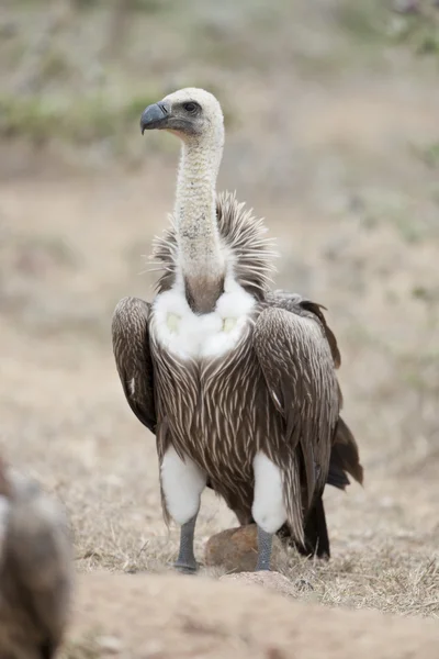 Vautour à dos blanc — Photo