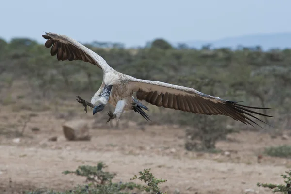 Aterrissagem de abutre apoiada em branco — Fotografia de Stock