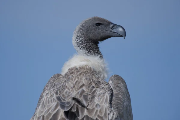 Gros plan d'un vautour à dos blanc — Photo