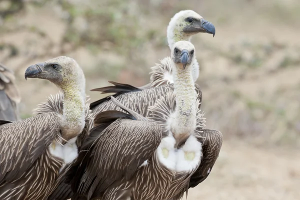 Three White-Backed Vultures — Stock Photo, Image