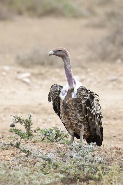 White-Backed Vulture — Stock Photo, Image