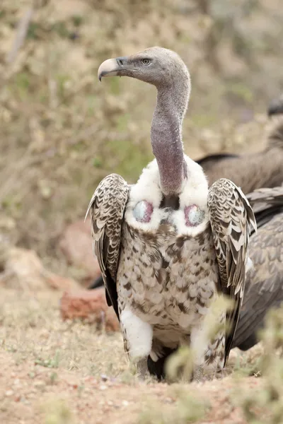 Vautour à dos blanc — Photo