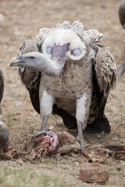 白背兀鹫与猎物 — 图库照片