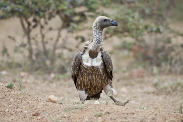 White-Backed Vulture — Stock Photo, Image