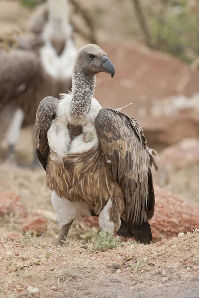 White-Backed Vulture — Stock Photo, Image