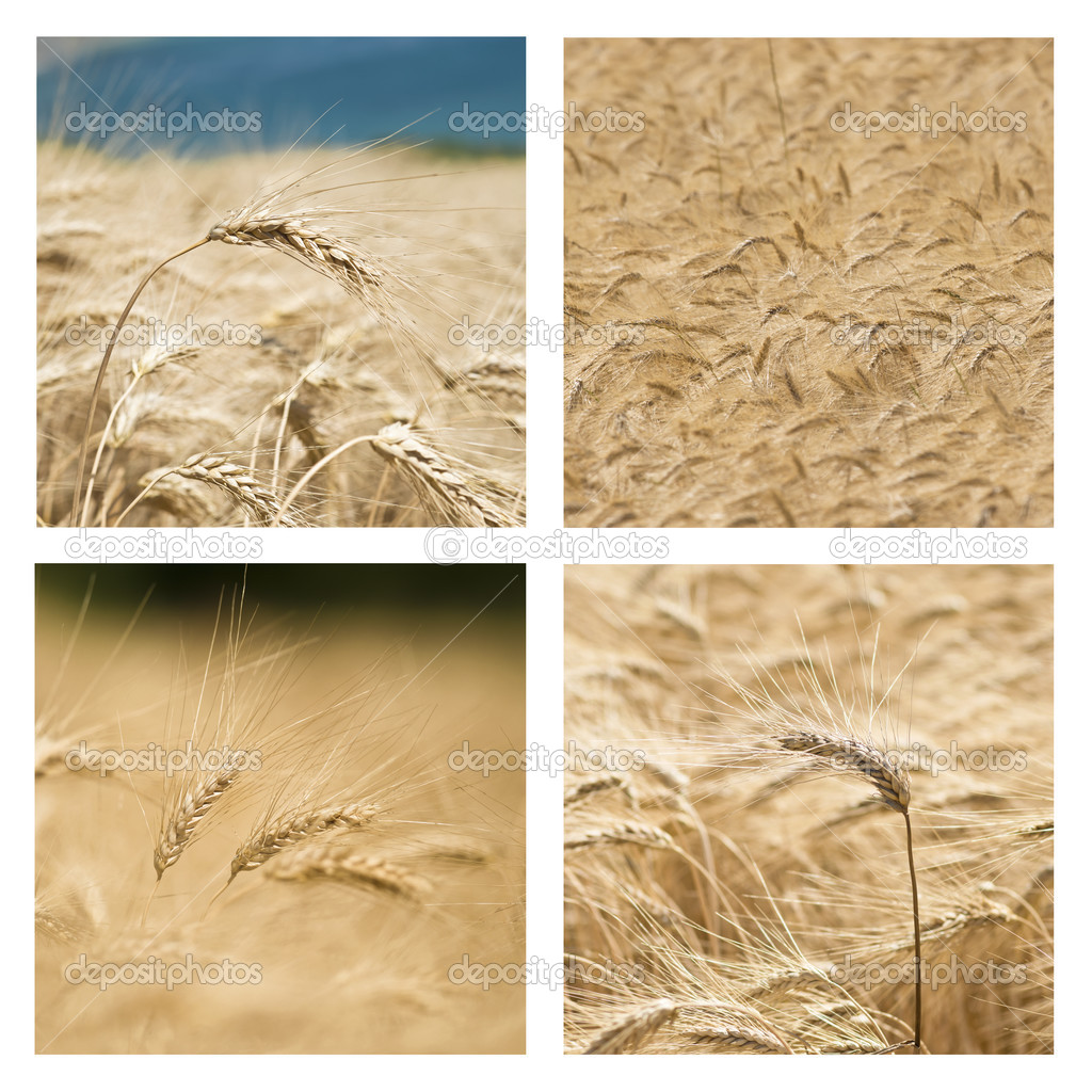 Collage of Wheat