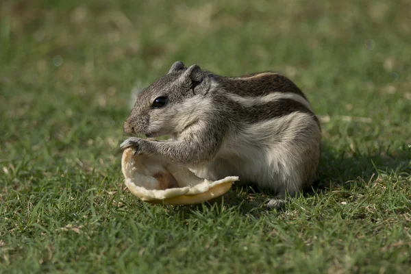北方棕榈松鼠喂食 — 图库照片