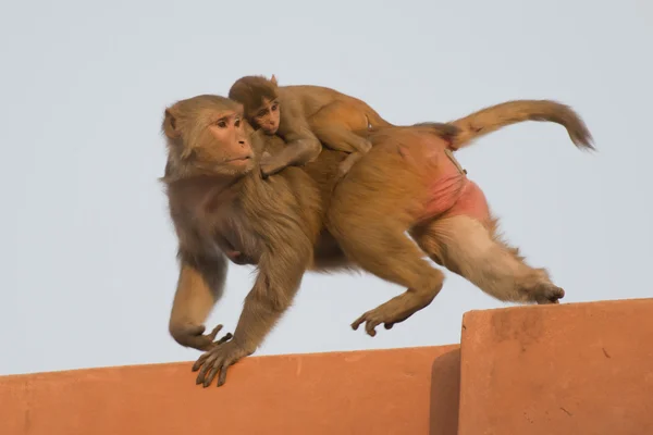 Rhesus Macaque e il suo cucciolo — Foto Stock