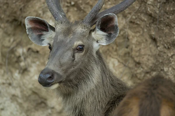 Retrato de um veado Sambar — Fotografia de Stock