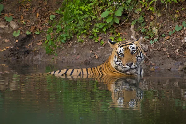 Tiger in a Pond — Stock Photo, Image