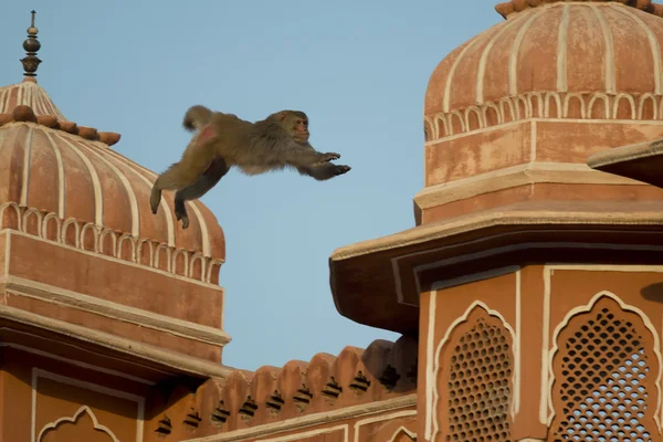 Rhesus Macaque che salta sui tetti di Jaipur — Foto Stock