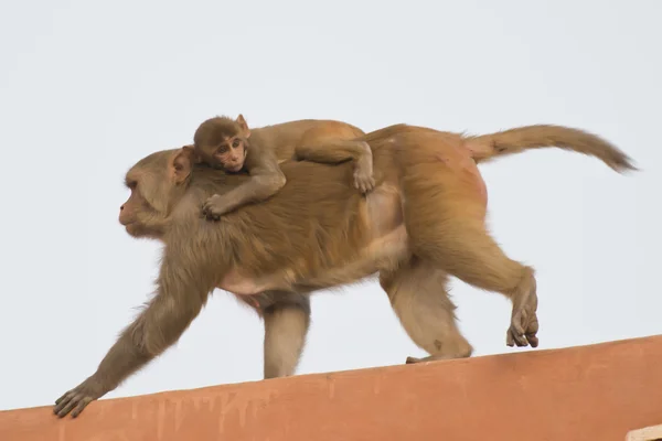 Rhesus Macaque e il suo cucciolo — Foto Stock