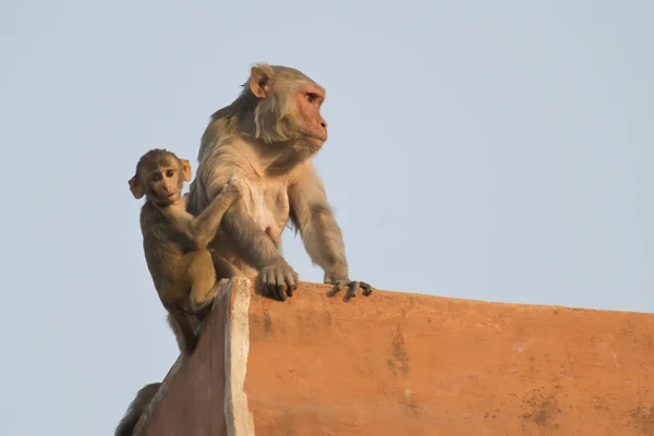 Rhesus makákó és a kölyök — Stock Fotó