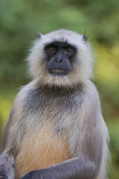 Il presbite grigio in ranthambhore n.p. - india — Foto Stock