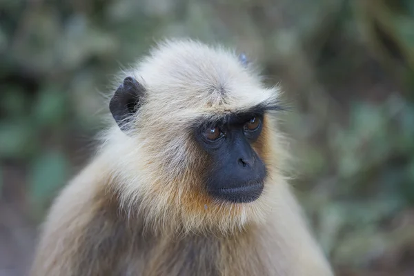 Γκρι langur σε ranthambhore ν.π. - Ινδία — Φωτογραφία Αρχείου