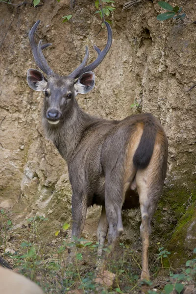 Sambar herten — Stockfoto