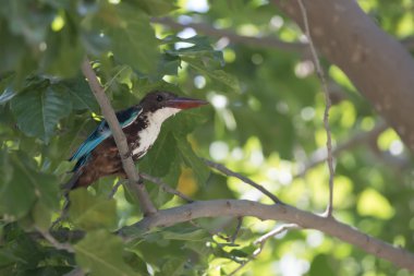Beyaz boğazlı kingfisher
