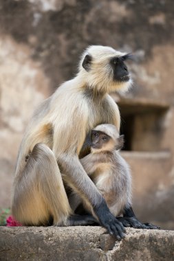 gri langur kendi yavrularını korumak