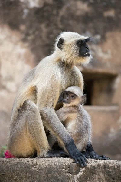 Langur gris protegiendo a su cachorro Fotos de stock