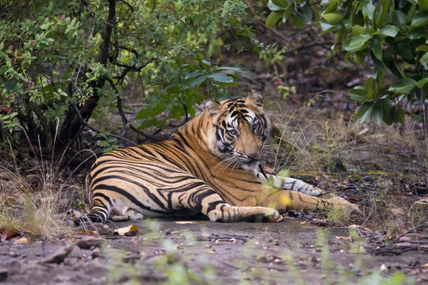 Тигр в лесу — стоковое фото