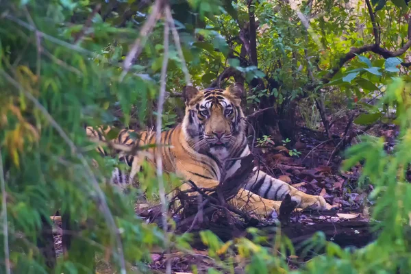 Tigre en el bosque — Foto de Stock