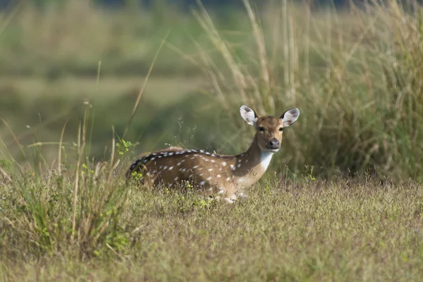 Chital rådjur — Stockfoto