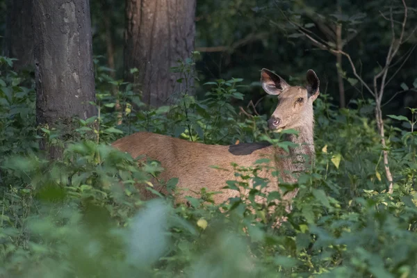 Sambar hjort i skogen — Stockfoto