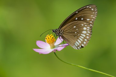 bir çiçek üzerinde ortak karga kelebek