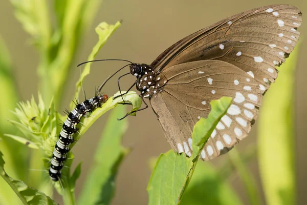 Mariposa común de cuervo y oruga — Foto de Stock