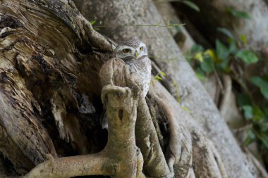 Collared Scops Owl clipart