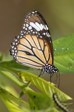ortak kaplan kelebek