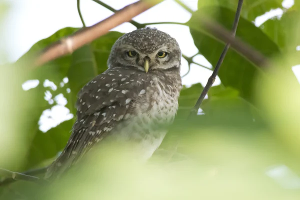 Spotted Owlet — Stock Photo, Image