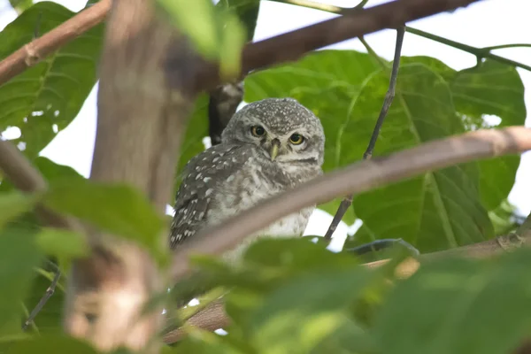 Spotted Owlet — Stock Photo, Image