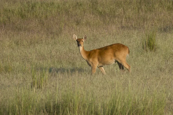 Cervo barasingha — Foto Stock