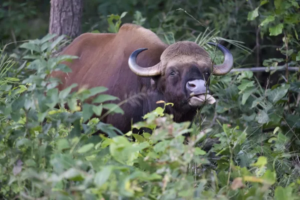 Gaur eller indisk bison — Stockfoto